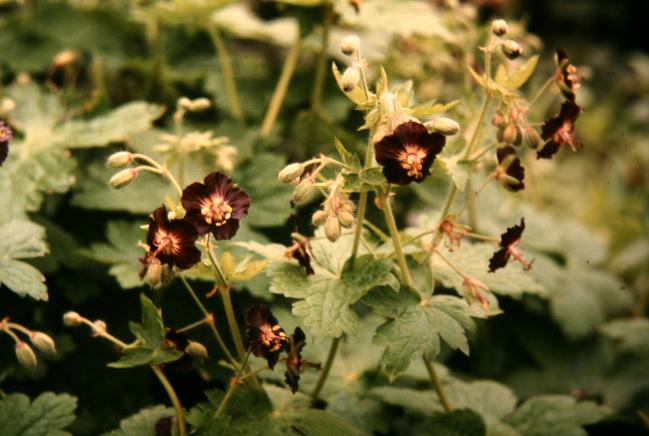 Geranium phaeum 