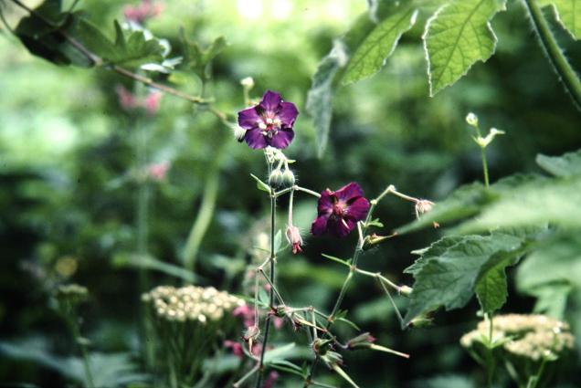 Geranium phaeum 