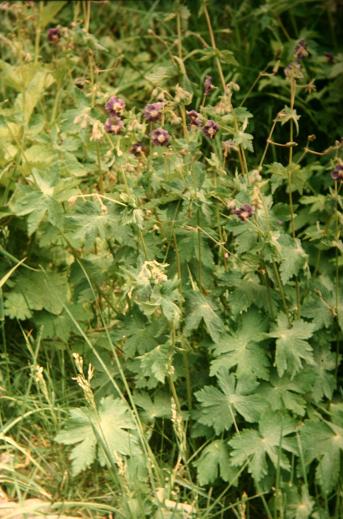 Geranium phaeum 