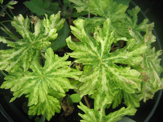 Geranium phaeum Margaret Wilson 