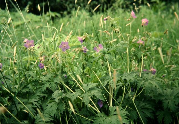 Geranium pratense 