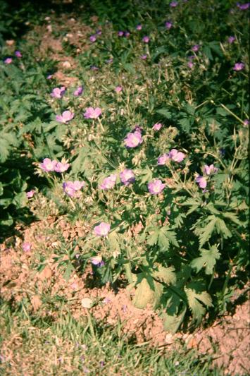 Geranium pratense 