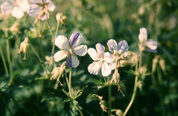 Geranium pratense Striatum 