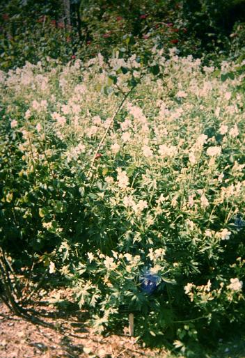 Geranium pratense Striatum 