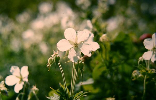 Geranium pratense Striatum 