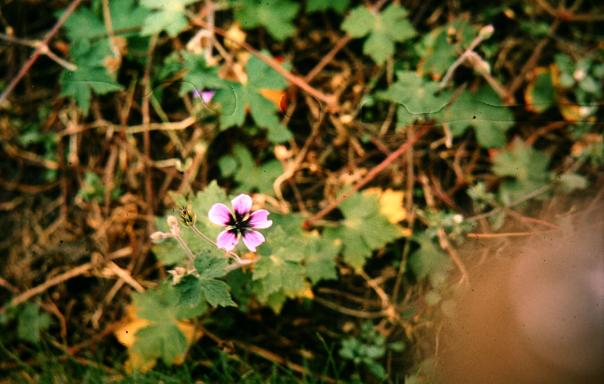 Geranium procurrens 