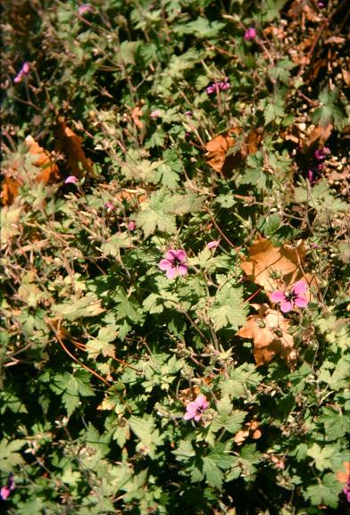 Geranium procurrens 