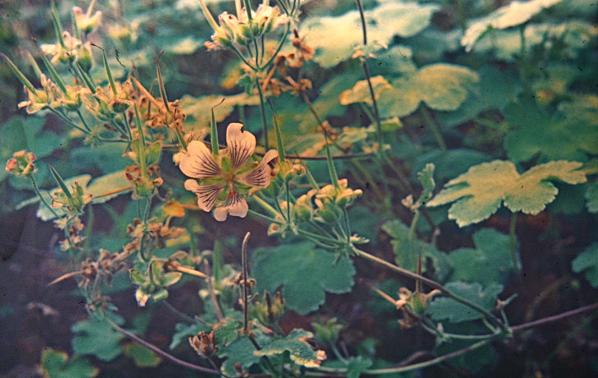 Geranium renardii 