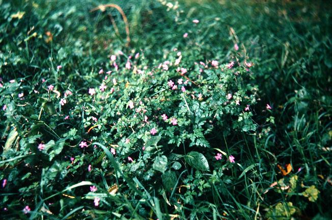 Geranium robertianum 