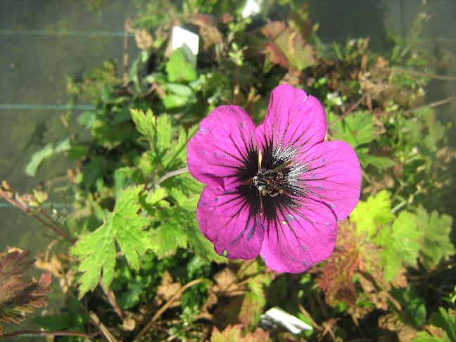 Geranium Sandrine 