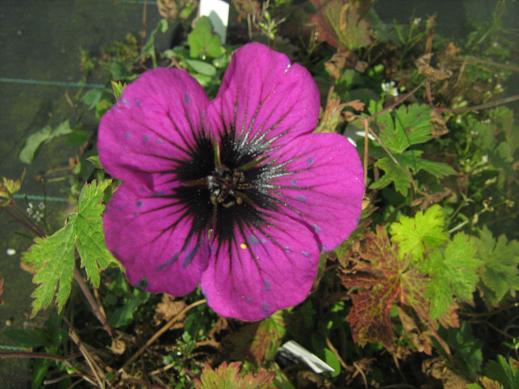 Geranium Sandrine 