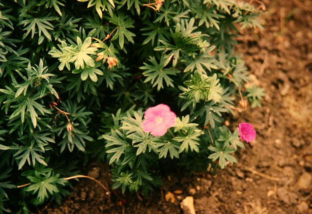 Geranium sanguineum 