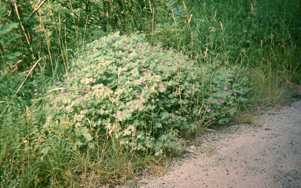 Geranium sanguineum 