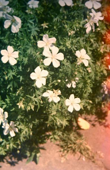 Geranium sanguineum Album 