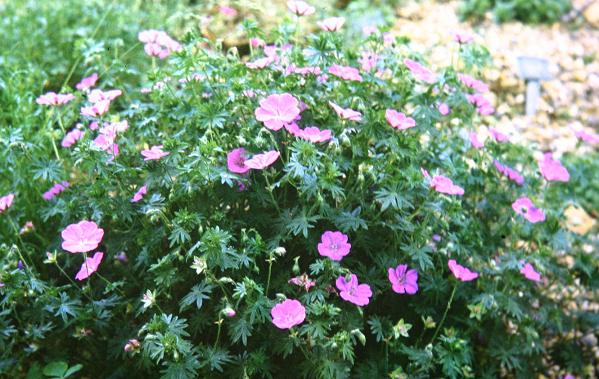 Geranium sanguineum Prostratum 