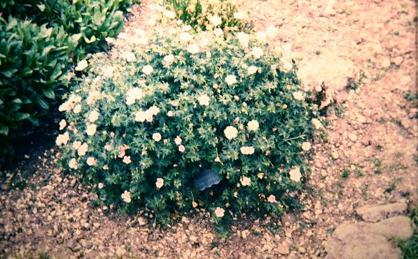 Geranium sanguineum striatum 