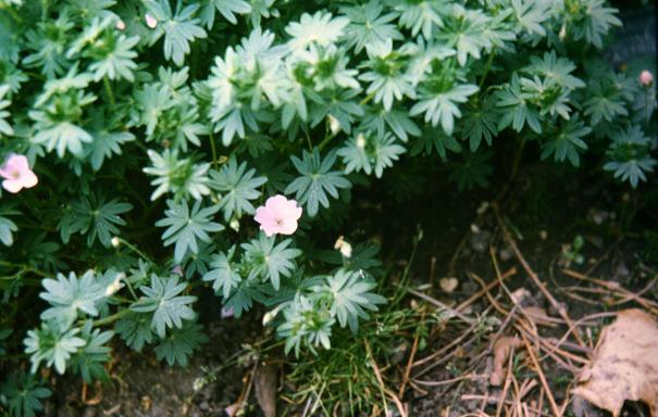 Geranium sanguineum striatum 