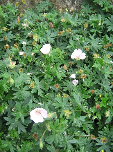 Geranium sanguineum striatum Reginald Farrer 