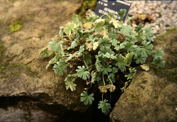 Geranium sessiliflorum 