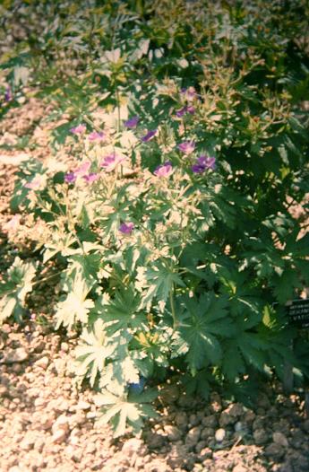 Geranium sylvaticum 