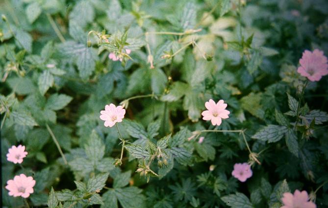 Geranium versicolor 