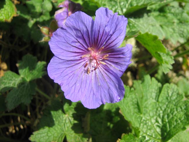 Geranium x magnificum 