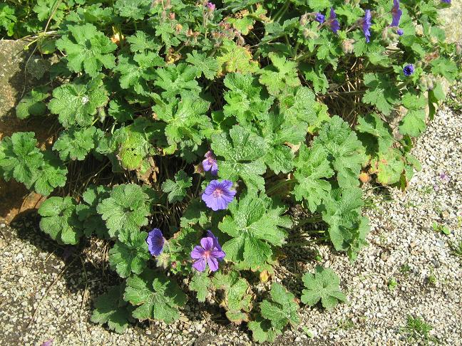 Geranium x magnificum 