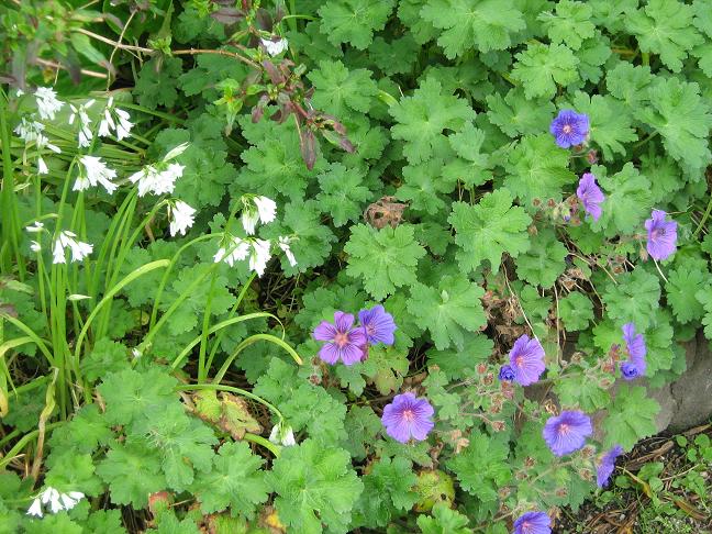 Geranium x magnificum 