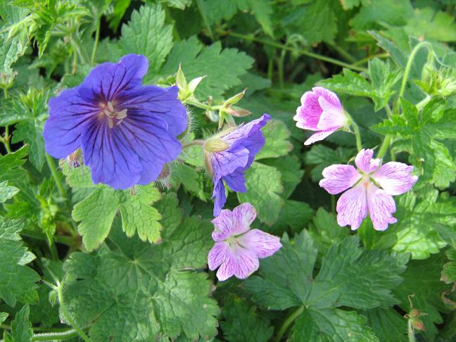 Geranium x oxonianum 