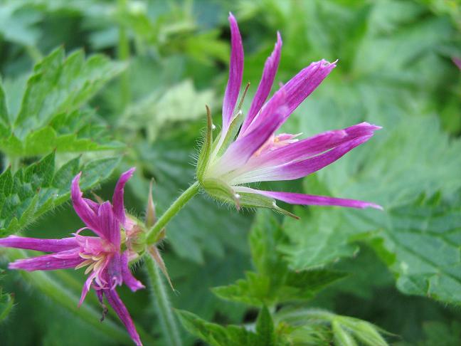 Geranium x oxonianum Thurstonianum 