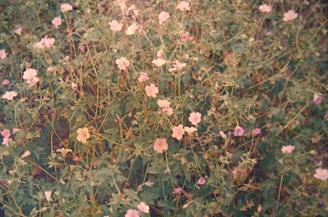Geranium x oxonianum Wargrave Pink 