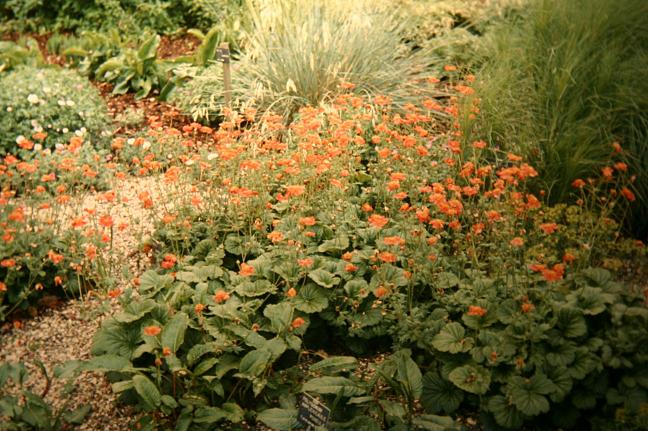 Geum Borisii 