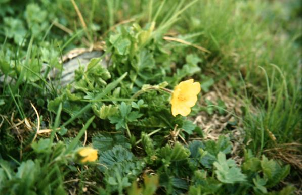 Geum pyrenaicum 