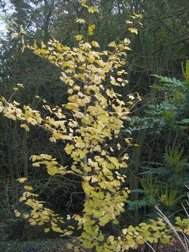 Ginkgo biloba 