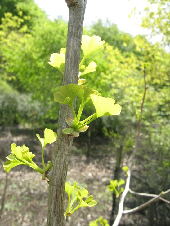 Ginkgo biloba 