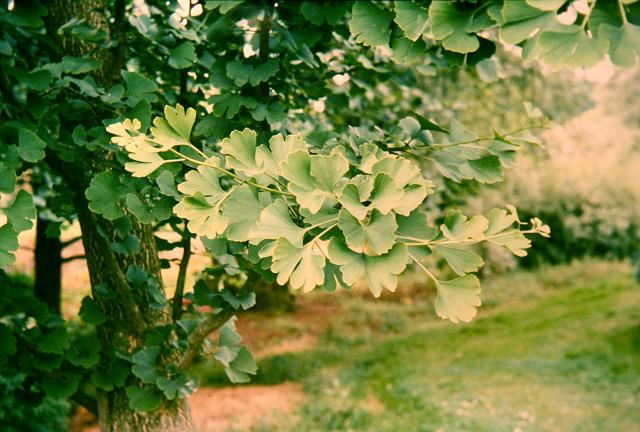 Ginkgo biloba 