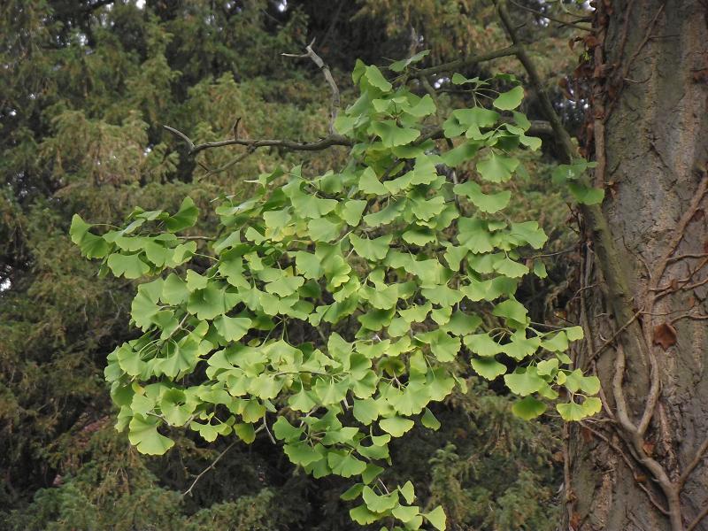 Ginkgo biloba 