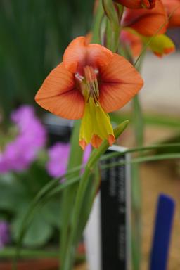 Gladiolus alatus 