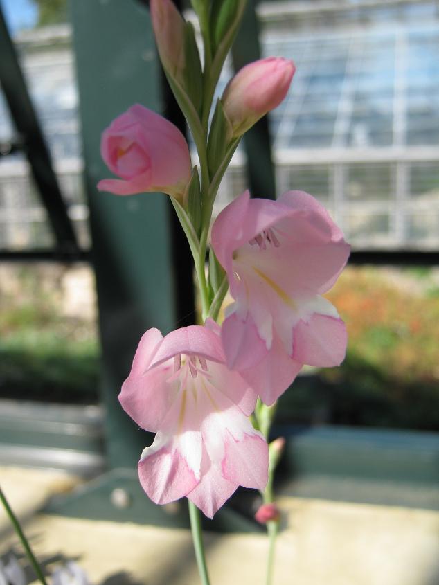 Gladiolus brevifolius 