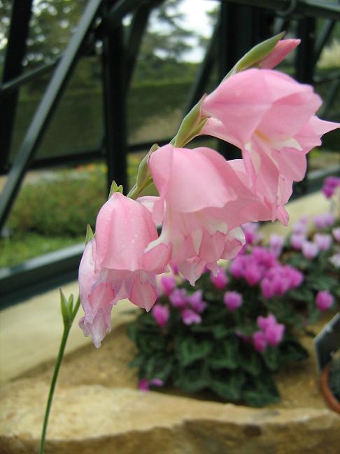 Gladiolus brevifolius 