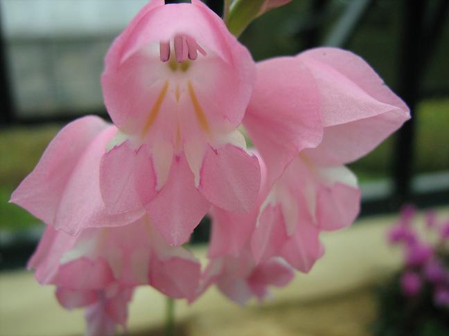Gladiolus brevifolius 
