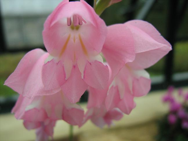 Gladiolus brevifolius 