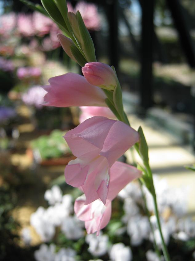 Gladiolus brevifolius 
