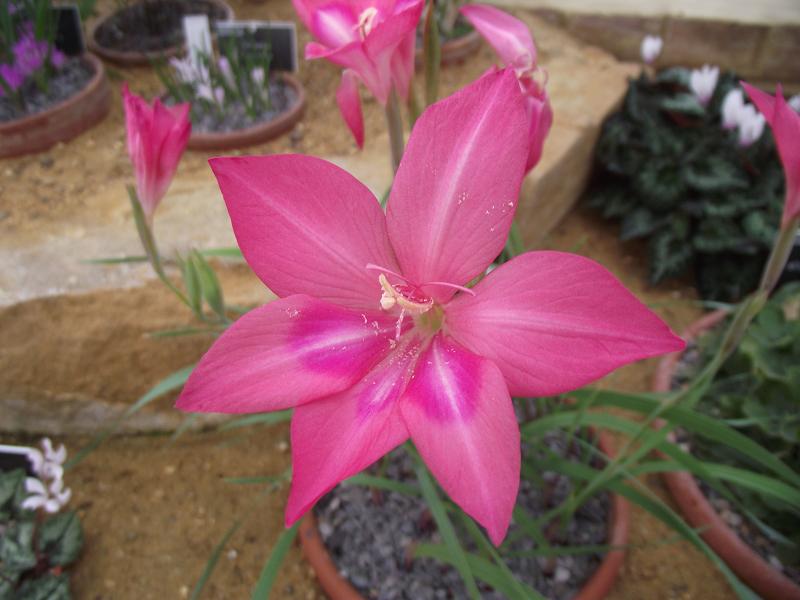 Gladiolus carmineus 