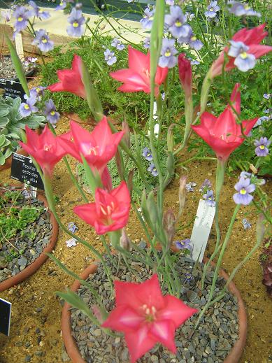 Gladiolus carmineus 