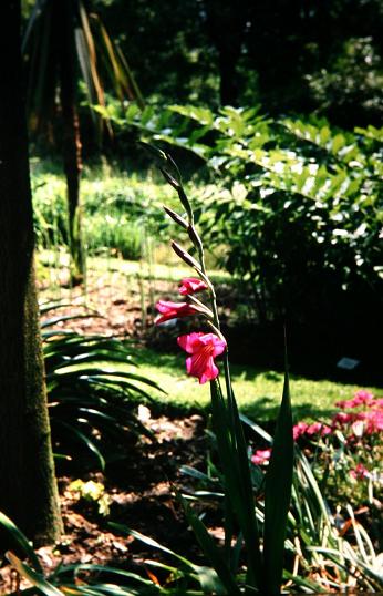 Gladiolus communis byzantinus 