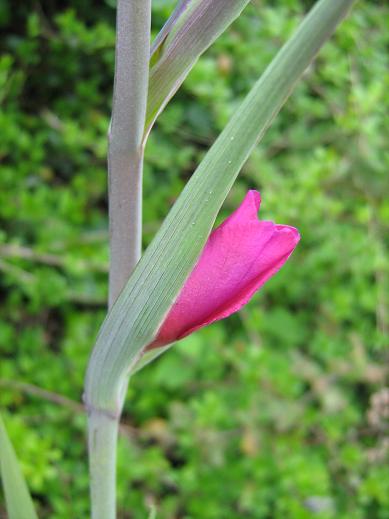 Gladiolus communis byzantinus 