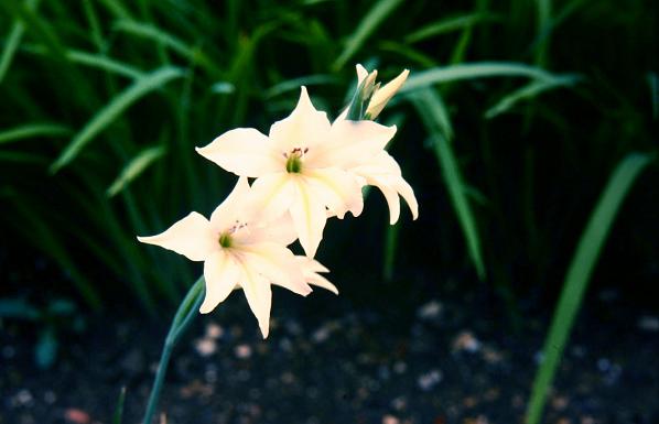 Gladiolus communis byzantinus Albus 