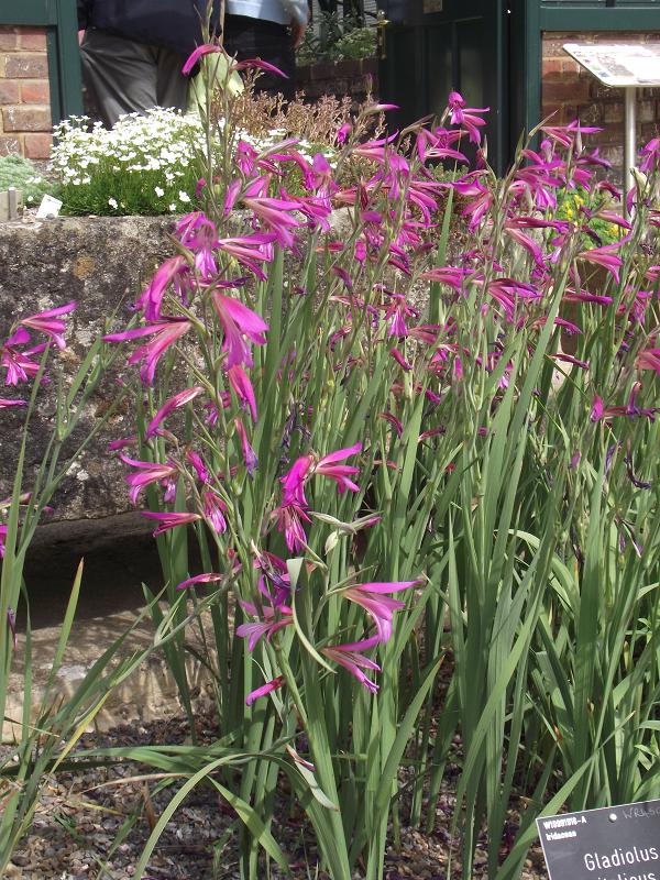 Gladiolus italicus 