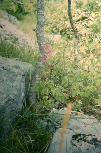 Gladiolus italicus 